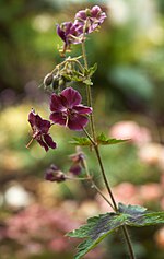 Miniatuur voor Bestand:Geranium phaeum Samobor B.jpg