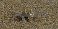 * Nomeação Ghost crab (Ocypode madagascariensis) --Charlesjsharp 09:26, 25 May 2024 (UTC) * Promoção  Support Good quality. --Poco a poco 15:12, 25 May 2024 (UTC)