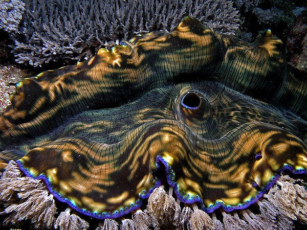 The brightly coloured mantle of a giant clam protects it from bright sunlight.