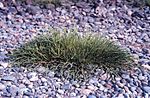 Thumbnail for File:Glasswort Salicornia virginica.jpg