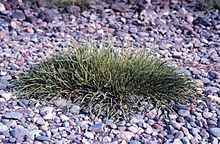 Salicorne de Virginie (Salicornia depressa).