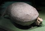 Glyptodontidae