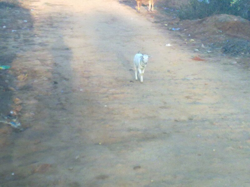 File:Goat in Shikharji.jpg