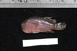 Gobiodon unicolor