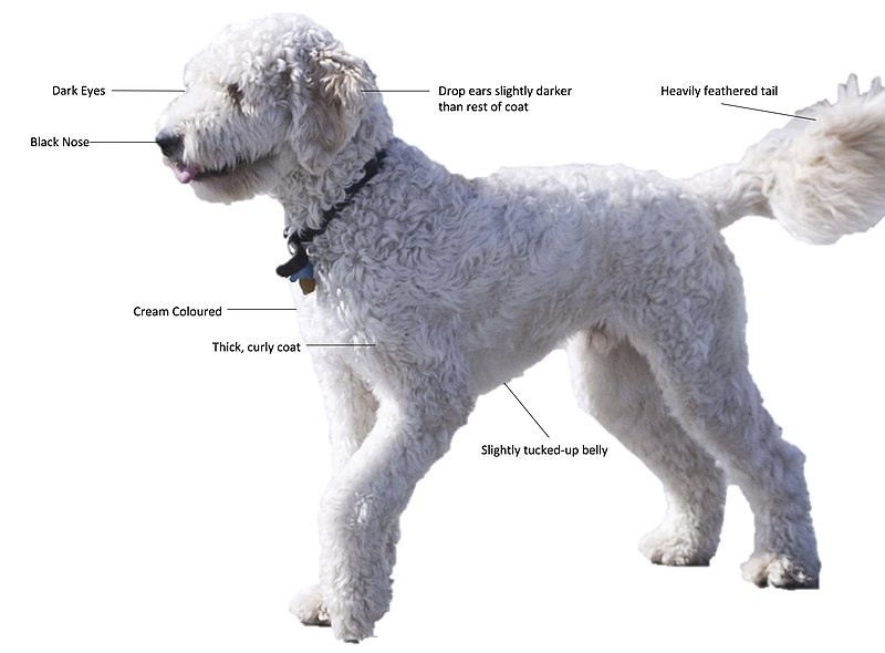 File:Goldendoodle Description (standing).jpg