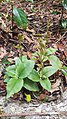 Goodyera umbrosa