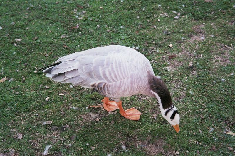 File:Goose 501588 fh000028.jpg