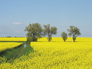 Rapeseed fields near Gransee