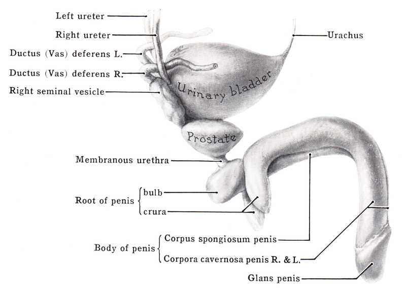 File:Grant 1962 197.png