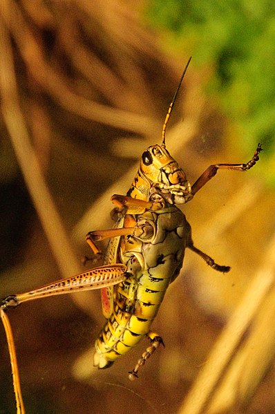 File:Grasshopper on glass (4154617166).jpg