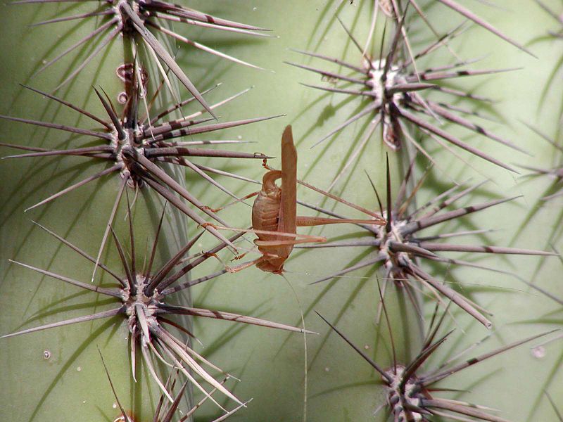 File:Grasshopper on saguaro.jpg