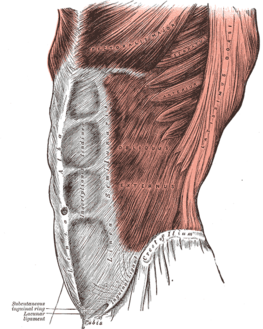 The عضلة مائلة خارجية abdominis.