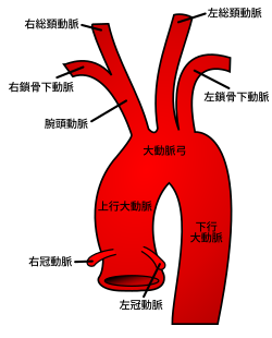 左心室を出て分岐する大動脈
