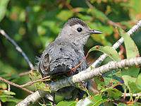 Catbird, Gray Dumetella carolinensis