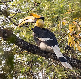 Great Hornbill in Nepal 222.jpg