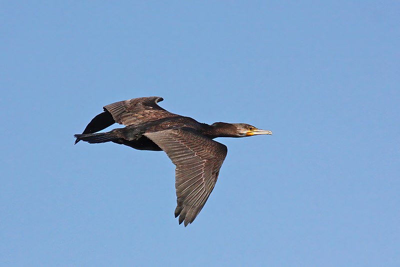 Great cormorant