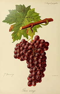 Barbaroux Variety of grape