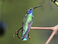 Violetear, Green Colibri thalassinus