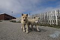 Greenland dog in Ilulissat, Greenland