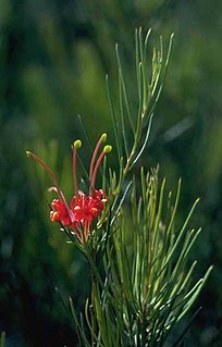 <i>Grevillea acuaria</i> Species of shrub in the family Proteaceae endemic to the south of Western Australia