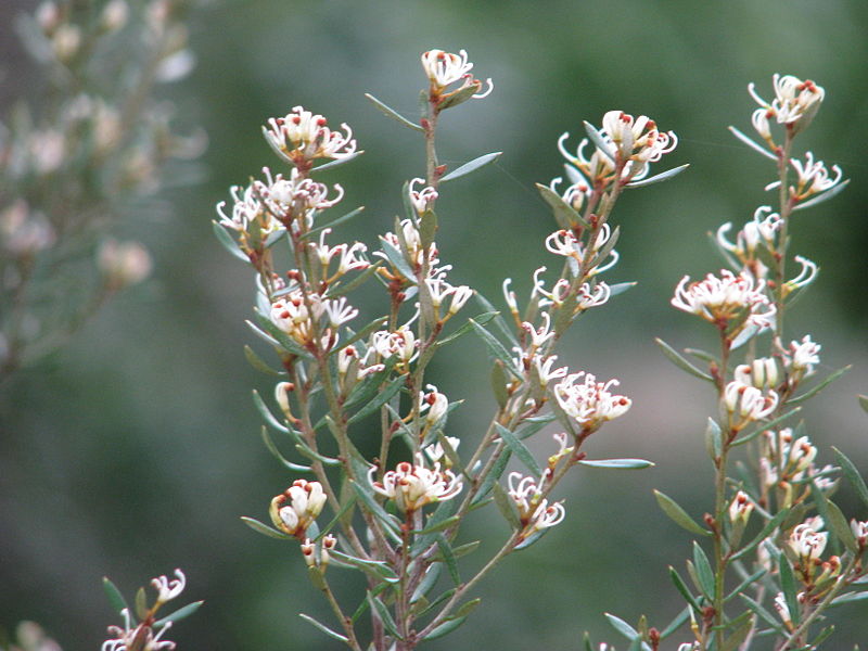 File:Grevillea australis (12994908304).jpg