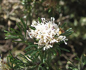 <center>Grevillea crithmifolia</center>