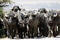 * Nomination: Group of water buffalo in Ichkeul national park - Tunisia --Skander zarrad 14:54, 9 June 2024 (UTC) * * Review needed