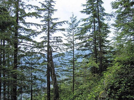 Список лесов. Forestry area. Anita – Forestry.