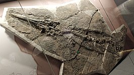 Guizhouichthyosaurus