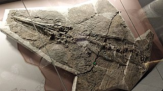 <i>Guizhouichthyosaurus</i> Extinct genus of reptiles