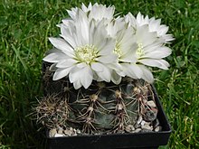 Gymnocalycium altagraciense STO223.JPG