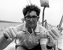 A scientist holding a female (left) and male (right) Maryland blue crab (Chesapeake Bay, 1972) HD.6D.417 (10946254725).jpg