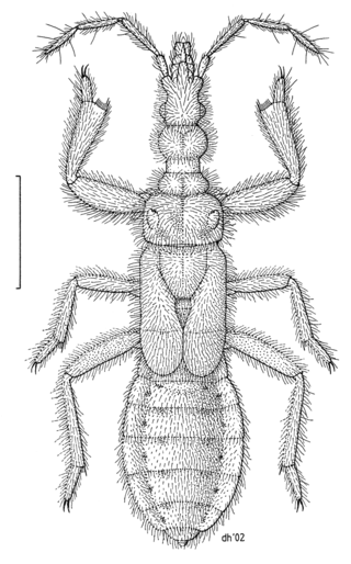 <span class="mw-page-title-main">Aenictopecheidae</span> Family of true bugs