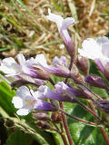 Miniatura para Gesneriaceae