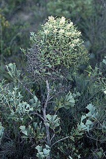 <i>Hakea auriculata</i> Species of shrub in the family Proteaceae endemic to Western Australia