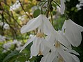 Halesia carolina