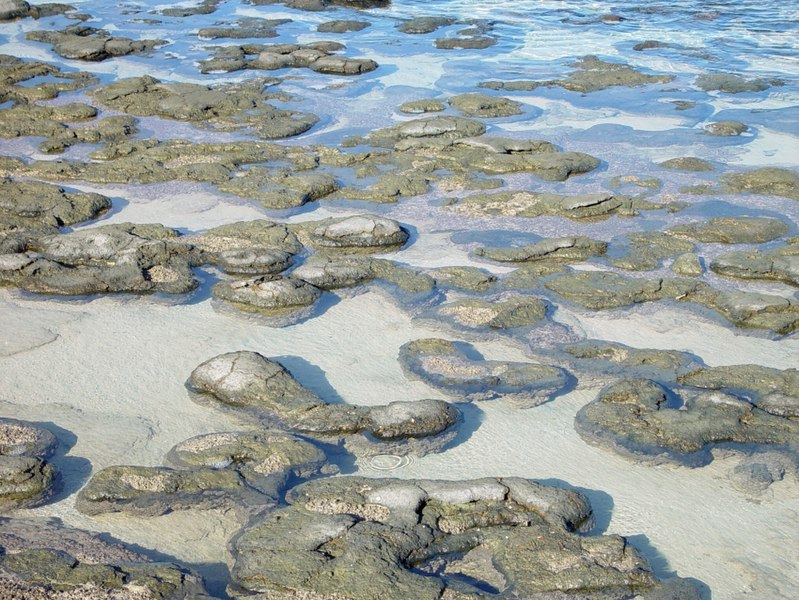 File:Hamelin pool stromatolites 18-4-2004 - panoramio.jpg