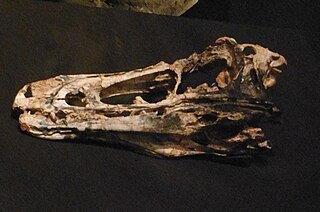 <i>Haplocheirus</i> Extinct genus of dinosaurs