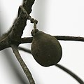 Terminalia bellirica hanging fruit at 23 Mile near Jayanti in Buxa Tiger Reserve in Jalpaiguri district of West Bengal, India.