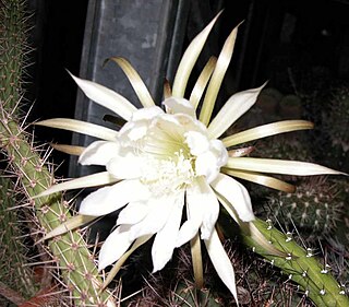 <i>Harrisia earlei</i> Species of cactus