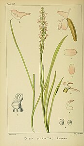 plate 78 Disa stricta