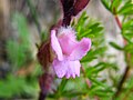 Harveya pauciflora (5).jpg