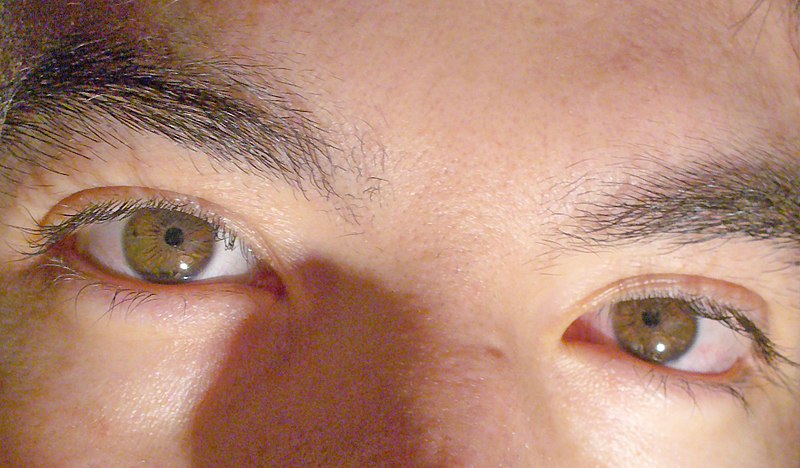 File:Hazel-eyes-argentina.jpg