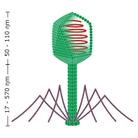 Head-tail phage.svg