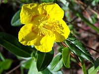 Helianthemum grandiflorum