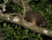 Lemuroid ringtail possum Hemibelideus lemuroides -Queensland-8.jpg