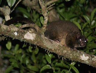 Lemur-like ringtail possum species of mammal