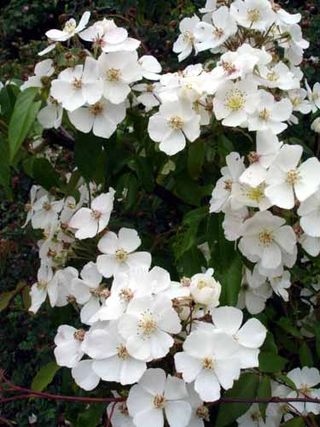 <i>Rosa henryi</i> Species of shrub