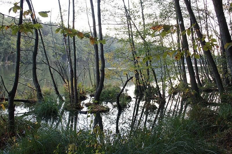 File:Herbstlicher Rundwanderweg Madlitzer See 23 - panoramio.jpg