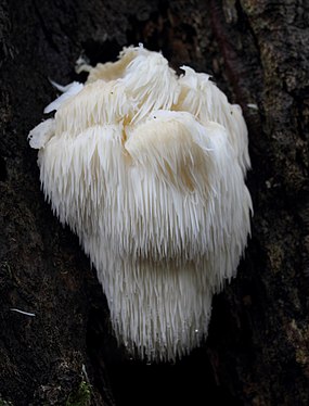 Hericium erinaceus (also called Lion's Mane Mushroom, Bearded Tooth Mushroom, Satyr's Beard, Bearded Hedgehog Mushroom, pom pom mushroom, or Bearded Tooth Fungus)